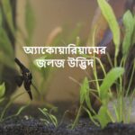 অ্যাকোয়ারিয়ামের জলজ উদ্ভিদ