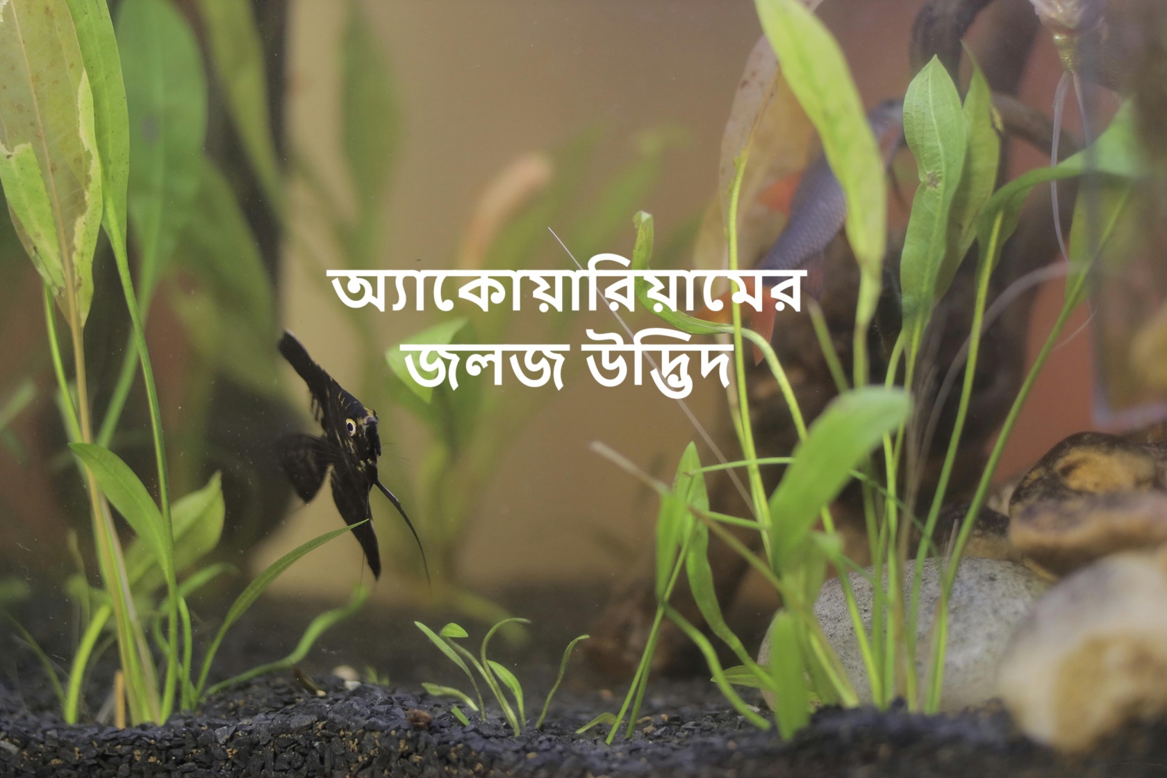 অ্যাকোয়ারিয়ামের জলজ উদ্ভিদ
