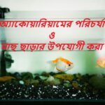 অ্যাকোয়ারিয়ামের পরিচর্যা ও মাছ ছাড়ার উপযোগী করা