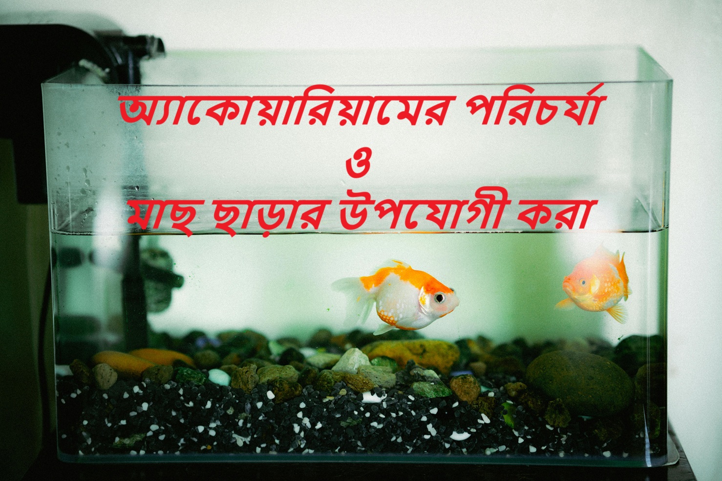 অ্যাকোয়ারিয়ামের পরিচর্যা ও মাছ ছাড়ার উপযোগী করা