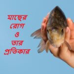 মাছের রোগ ও তার প্রতিকার