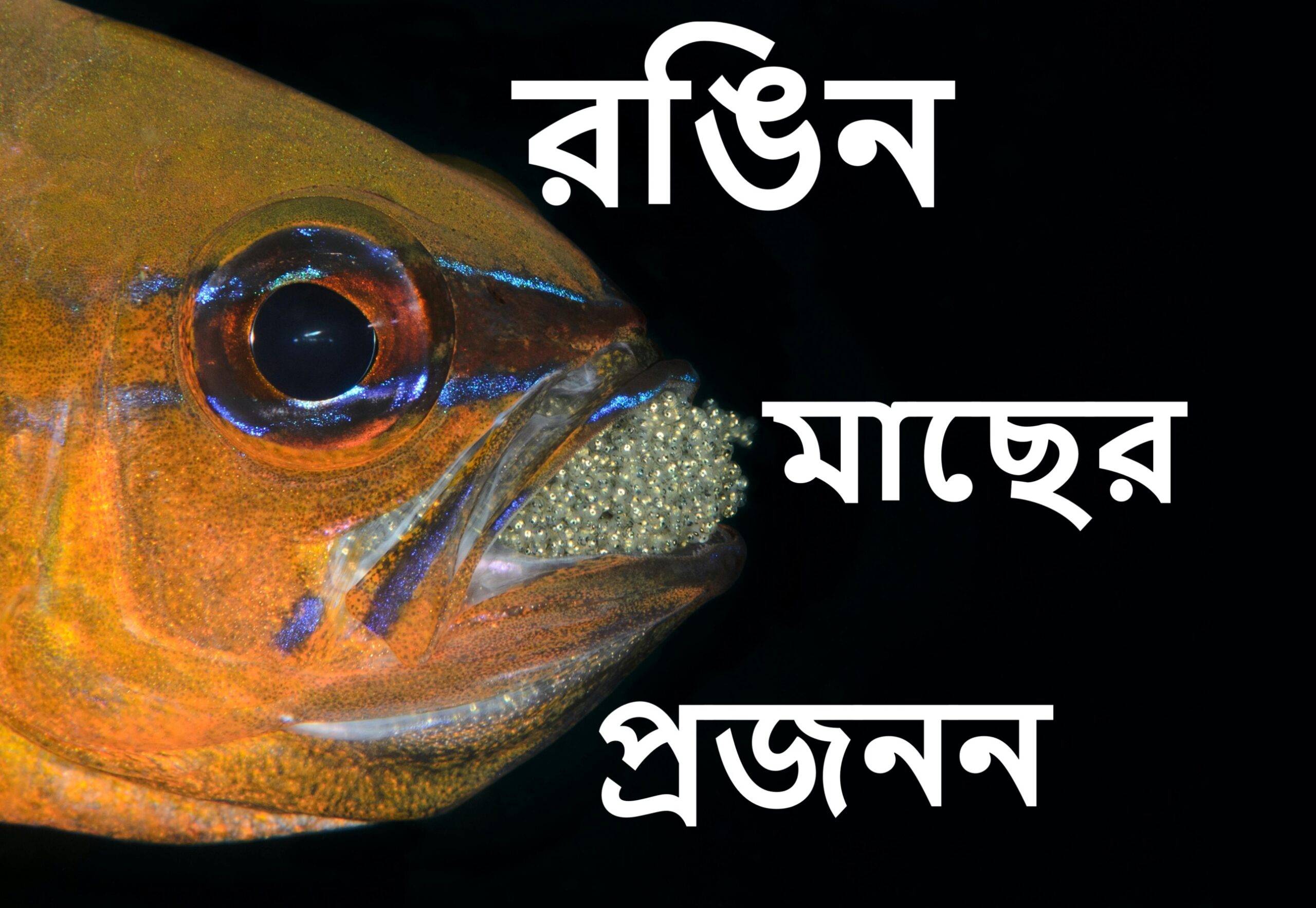 রঙিন মাছের প্রজনন