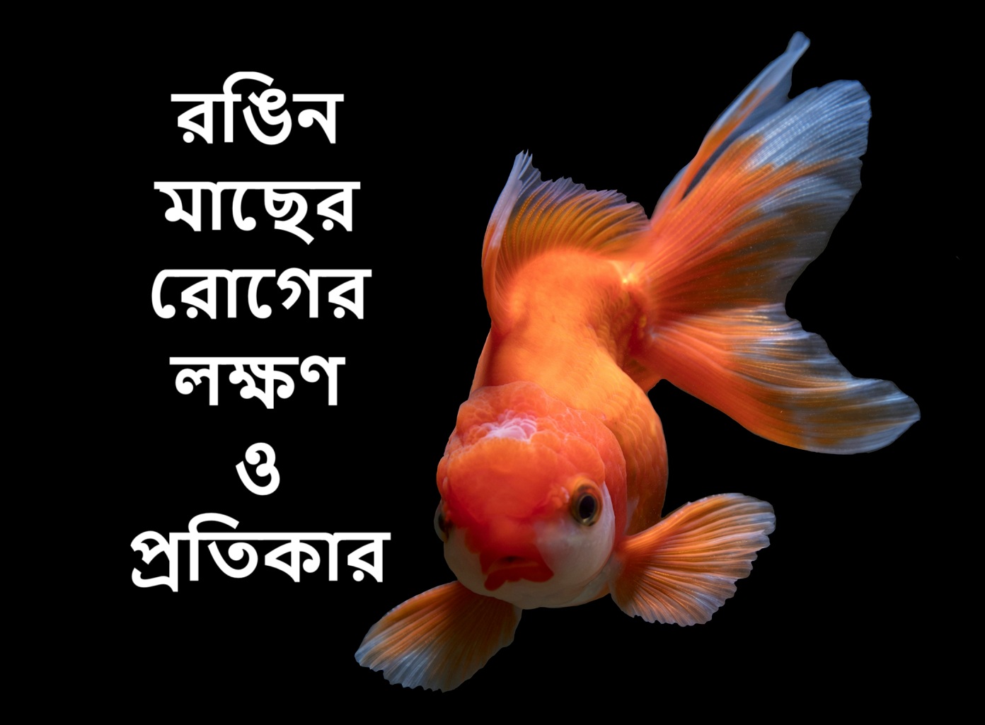 রঙিন মাছের রোগের লক্ষণ ও প্রতিকার