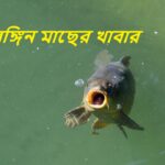 রঙ্গিন মাছের খাবার