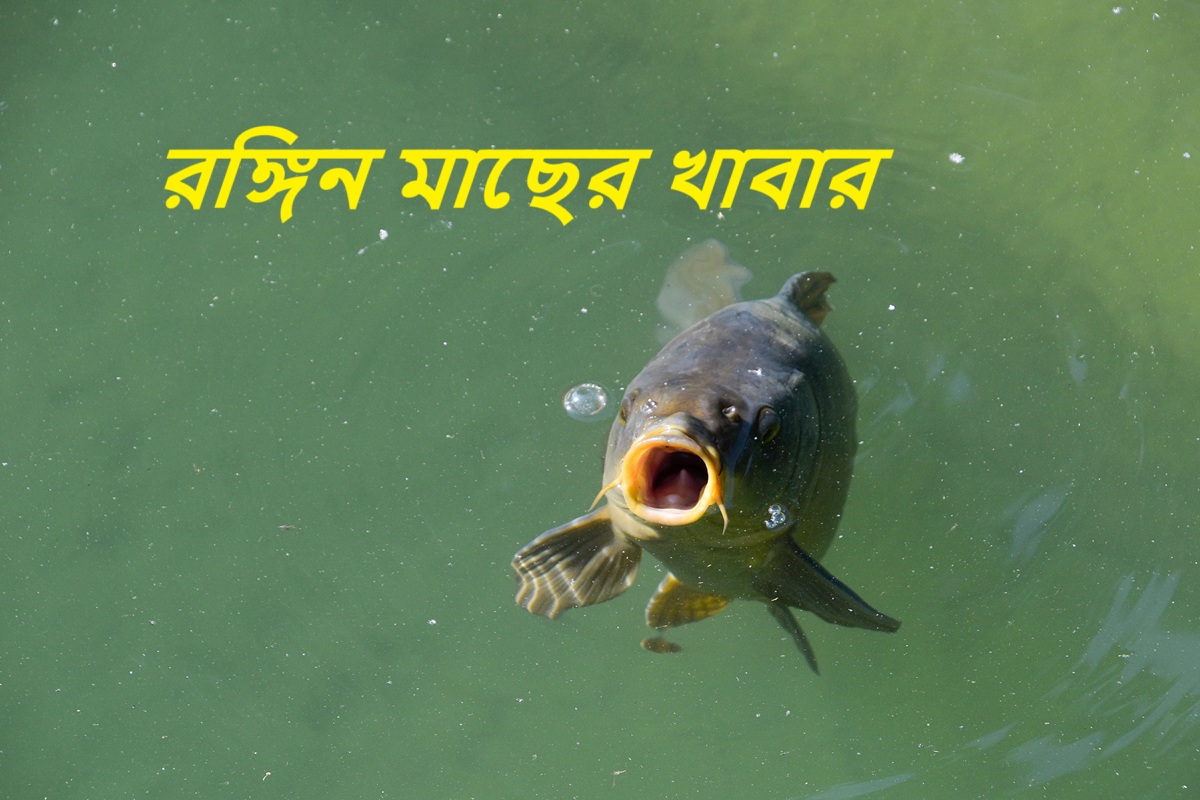 রঙ্গিন মাছের খাবার